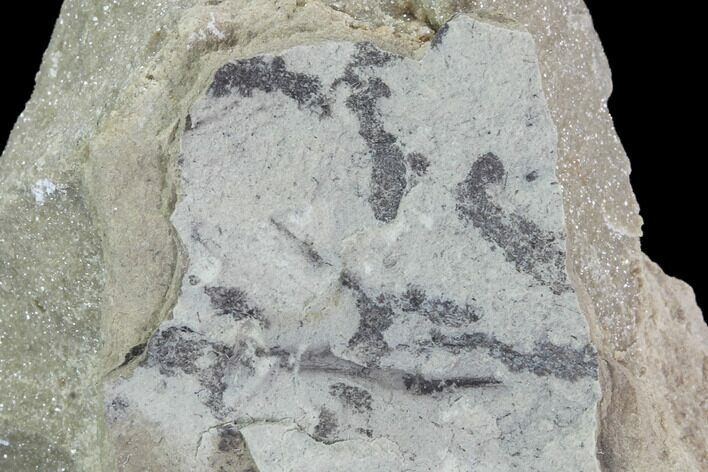 Detailed Silurian Fossil Algae (Leveillites) - Estonia #91893
